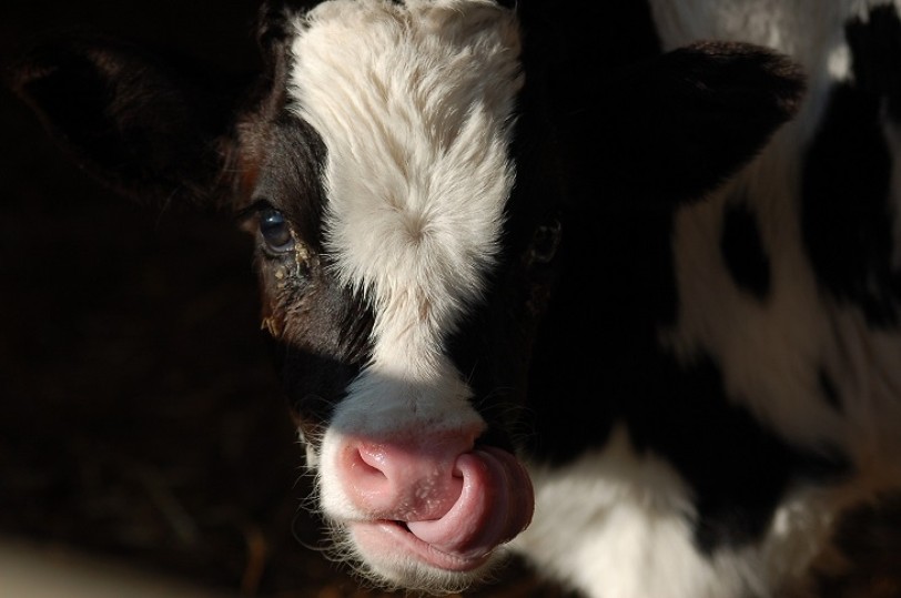 Glicole etilenico, 25 vitelli avvelenati dal taxi del latte