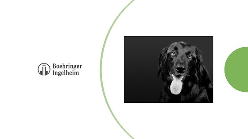 Oncologia canina, Boehringer Ingelheim e CarthroniX in partnership 