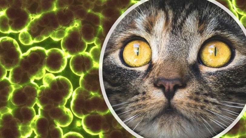 Virus emergenti e malattie respiratorie nei gatti