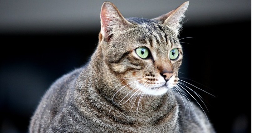 L’obesità compromette la funzione polmonare nei gatti obesi?